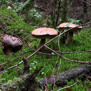 Bitter Bolete