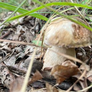 Summer Bolete