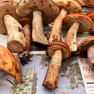 Orange Birch Bolete