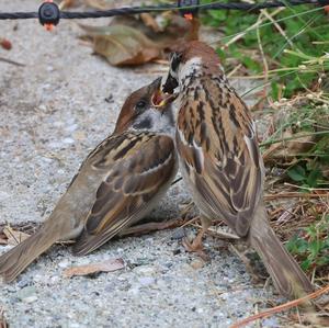 Eurasian Tree Sparrow