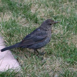 Eurasian Blackbird