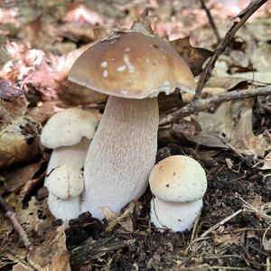 Summer Bolete