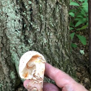 Parasol Mushroom