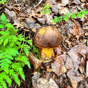 Lurid Bolete