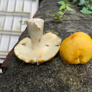 Graying Yellow Russule