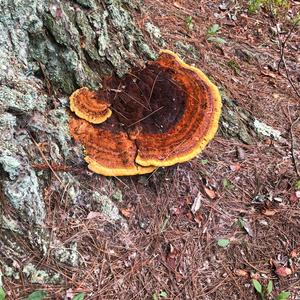 Resinous Polypore