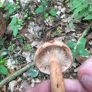 Oak Milk Cap