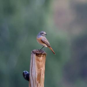 Common Redstart