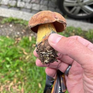 Lurid Bolete