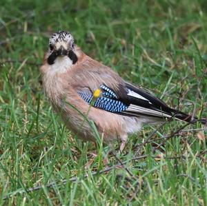 Eurasian Jay