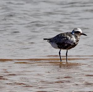 Grey Plover