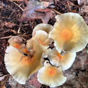 Unknown Species