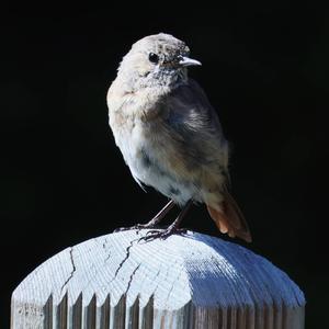 Common Redstart