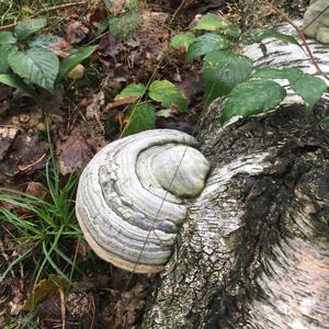 Tinder Polypore