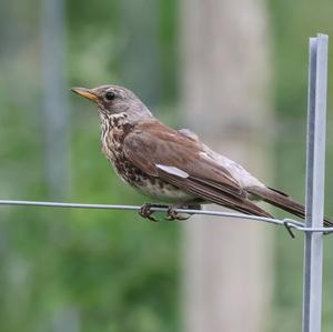 Fieldfare