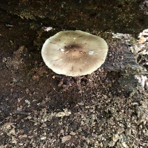 Fawn Mushroom