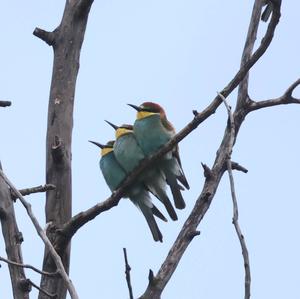 European Bee-eater