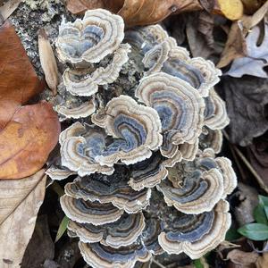 Turkey-tail