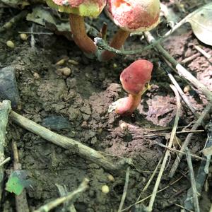 Red-cracked Bolete