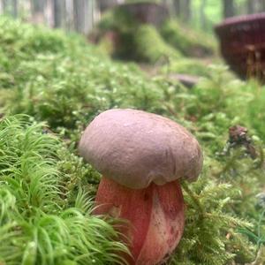 Scarlet-stemmed Bolete