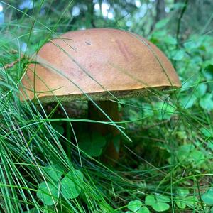 Bay Bolete