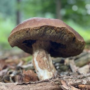 Summer Bolete