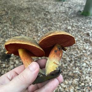 Dotted-stem Bolete