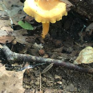 Chanterelle, Common