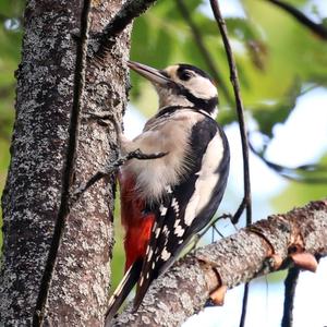 Great Spotted Woodpecker