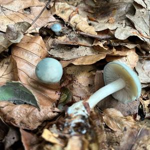 Anise-scented Clitocybe