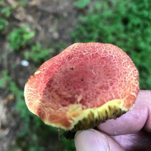 Red-cracked Bolete