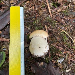 King Bolete