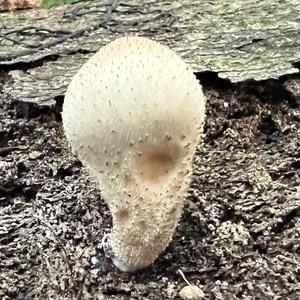 Stump Puffball