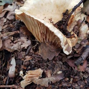 Fleecy Milk Cap