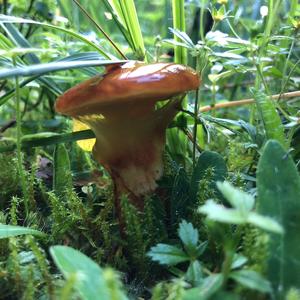 Larch Suillus