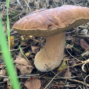 Summer Bolete