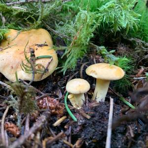 Chanterelle, Common