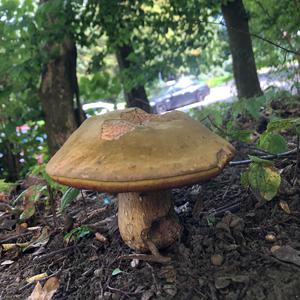 Lurid Bolete