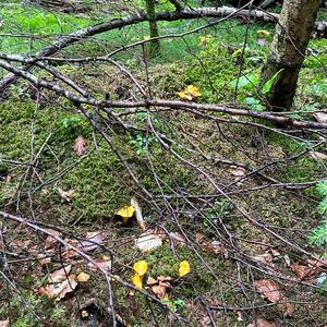 Chanterelle, Common