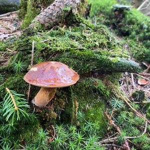 Bay Bolete