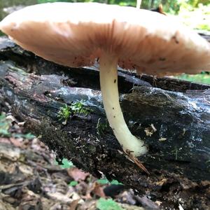 Parasol Mushroom