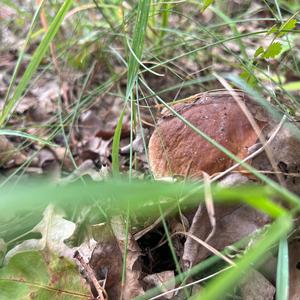 Summer Bolete