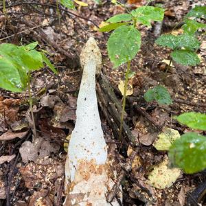 Stinkhorn, Common