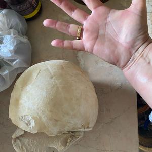 Unknown Species