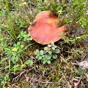 Summer Bolete