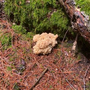 Eastern Cauliflower Mushroom