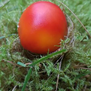 Fly Agaric