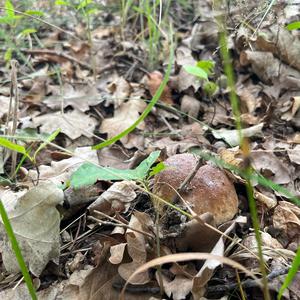 Summer Bolete