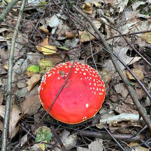 Fly Agaric