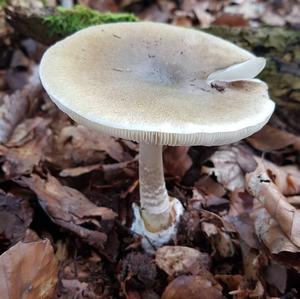 Death Cap